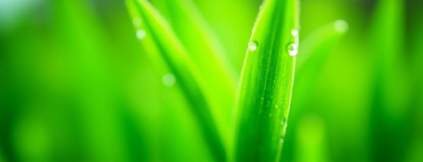 Closeup of green garden leaves glistening in Bristol morning light