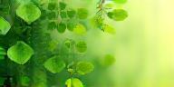 Animated leaves overlay for garden ambience