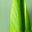 Leaf Icon